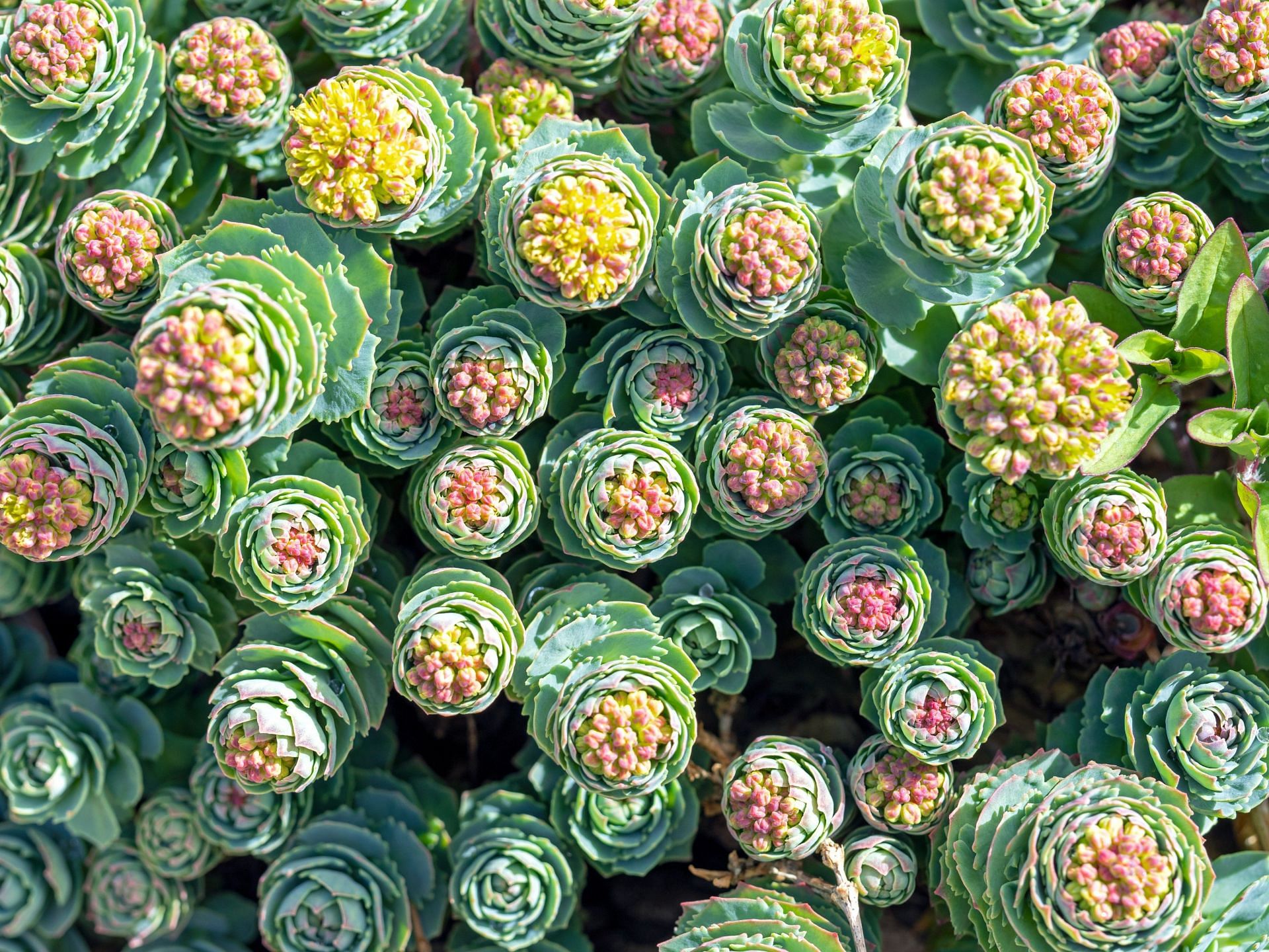 So many interesting herbs are already available in nature. (Image via Vecteezy/ Angela Cottingham)